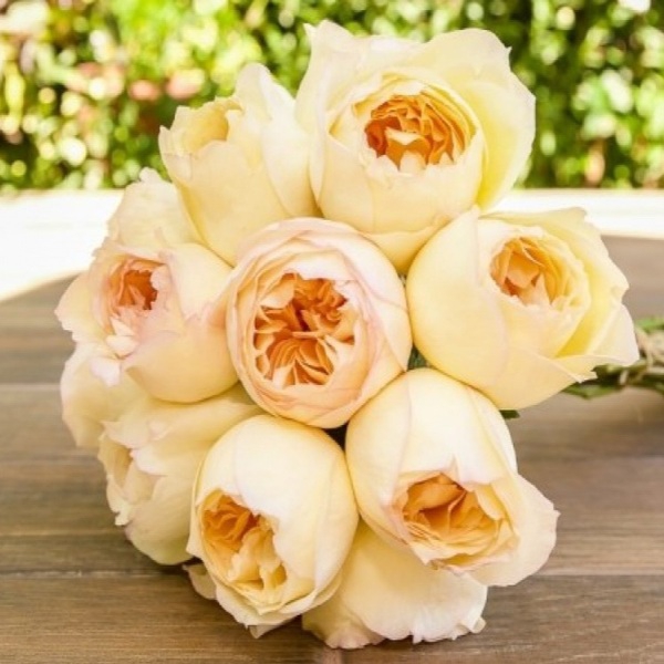 Карамель Антік — Caramel Antike