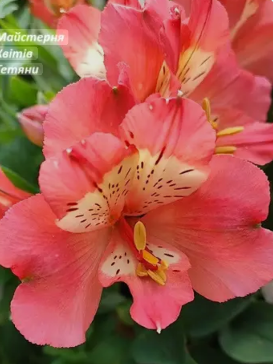 Альстромерія Valley Girl (в горщику р.16)