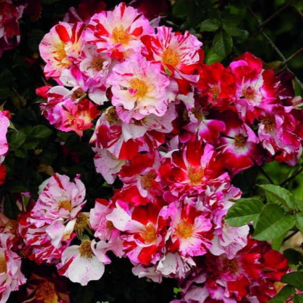 Крейзі Фо Ю — Crazy for You