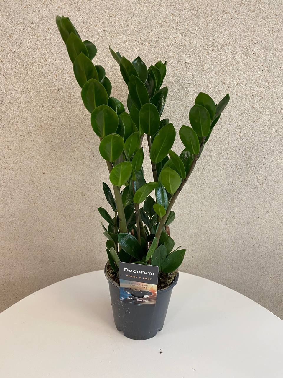 Zamioculcas