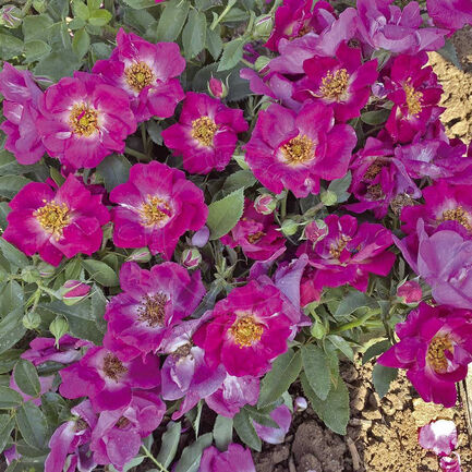 Giacomo Puccini — Джакомо Пуччіні