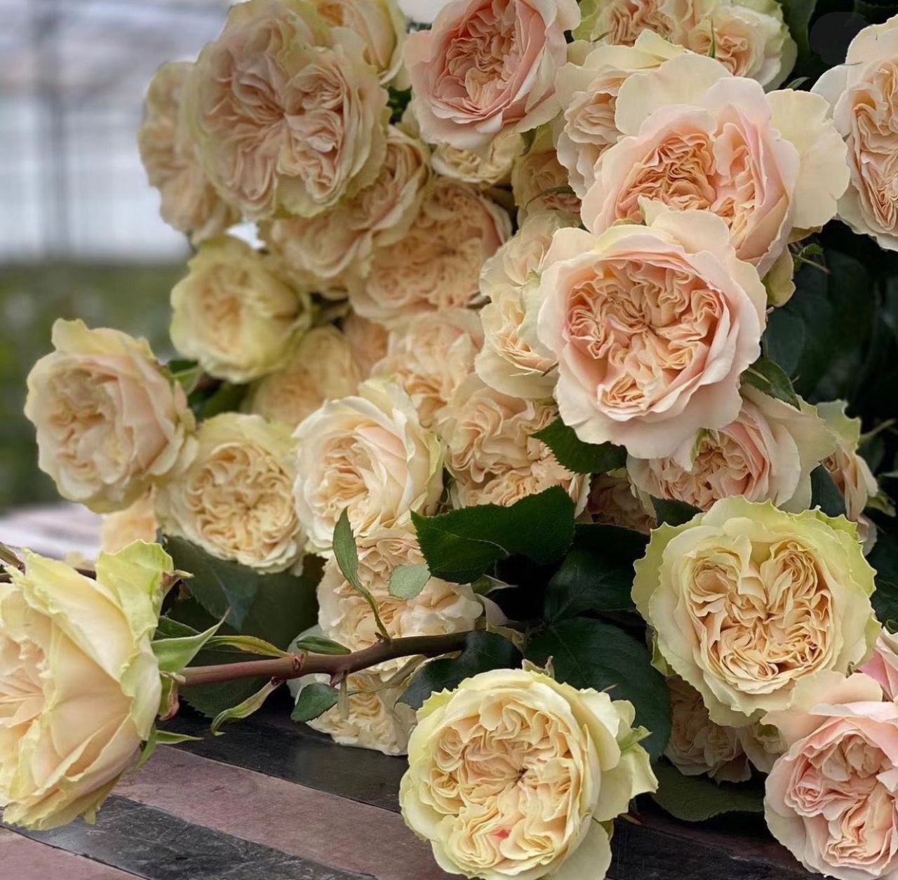 Вікторіан Ведінг (Victorian Wedding)