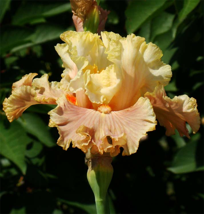 Australian Rose/Австралієн Роуз