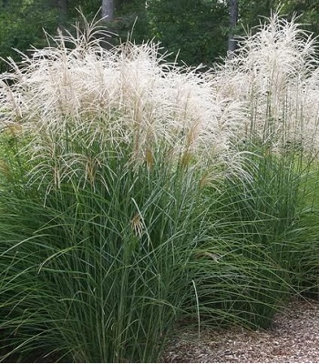 🌾 Miscanthus sinensis "Graziella"