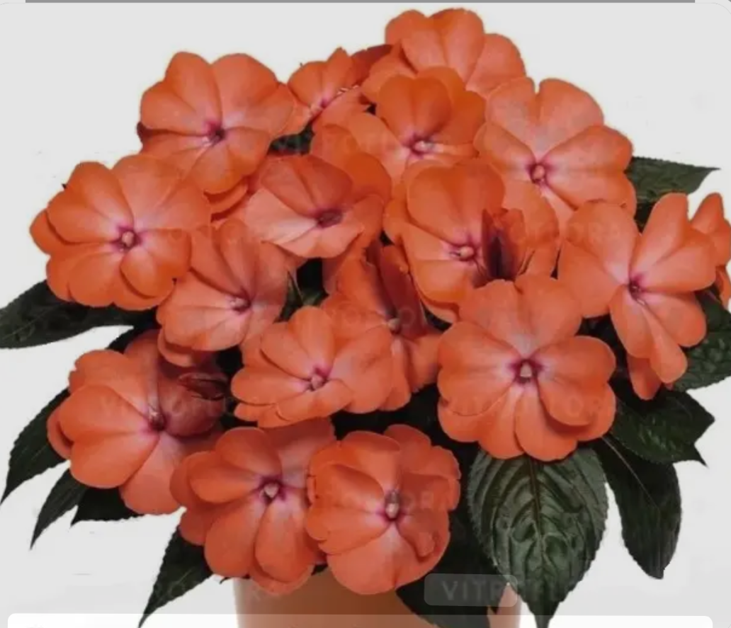 Бальзамін Новогвінейський Magnum Wild Salmon