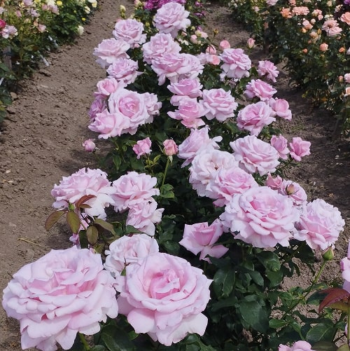 Меморіал Дей (Memorial Day)