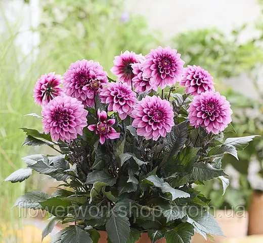 Жоржина Labella Grande Chocolate Rose (касетна розсада)