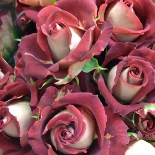 Тірамісу (Tiramisu)