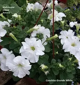 Петунія Conchita Grande White (касетна розсада)