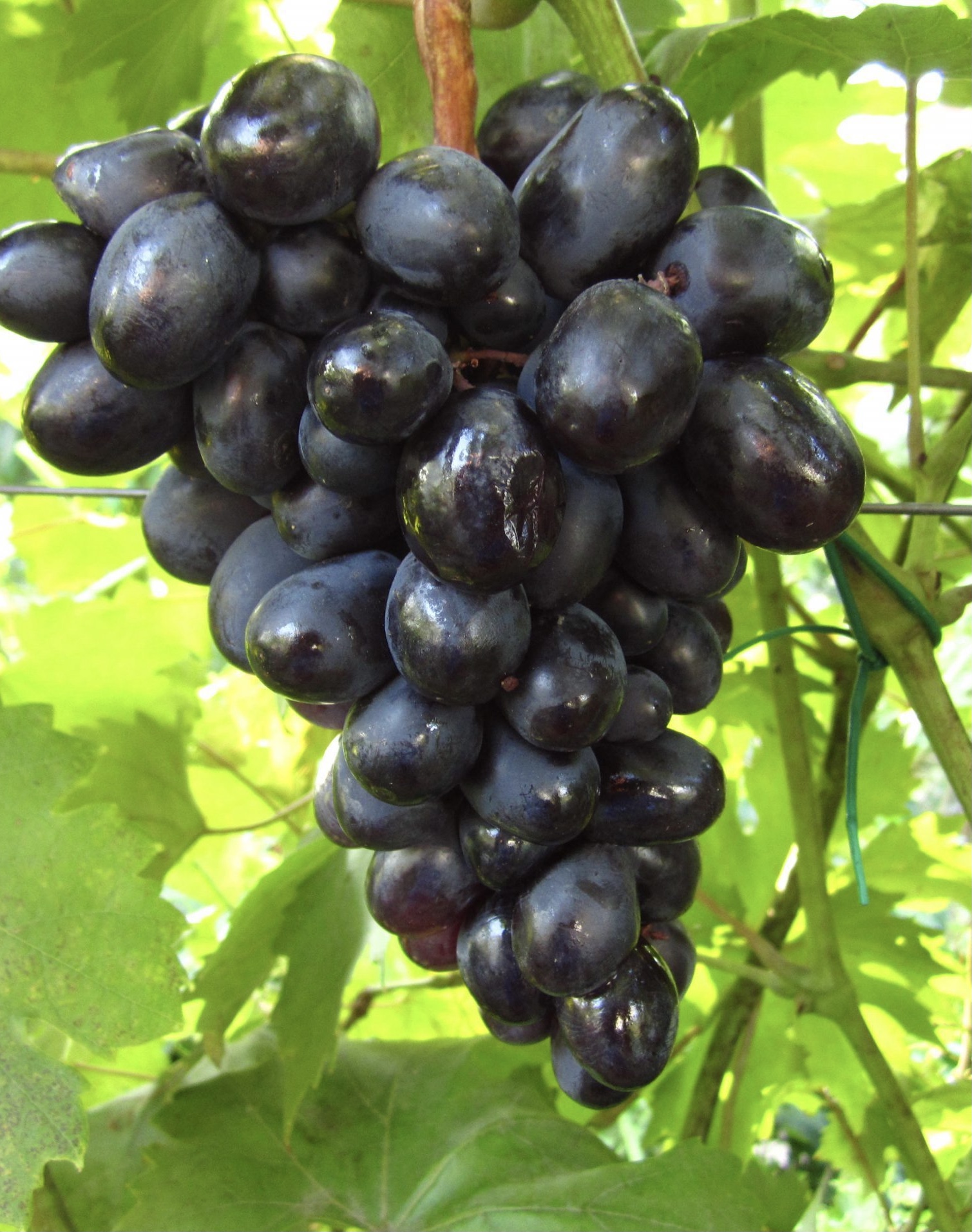 Краса Балок