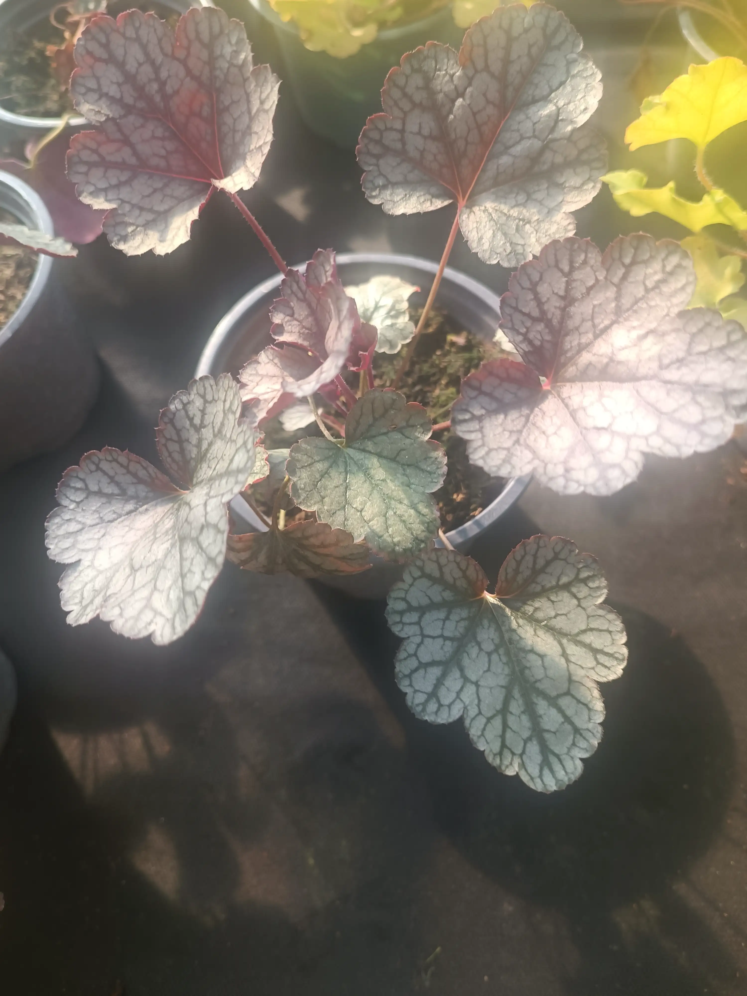 Гейхера Sugar Frosting у горщику р.12