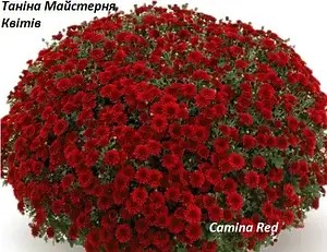 Хризантема Мультифлора Camina Red - в горщику р.12