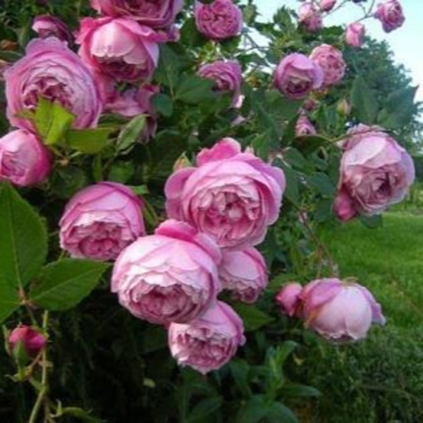 Ла Рейн Вікторія (бурбонські) La Reine Victoria