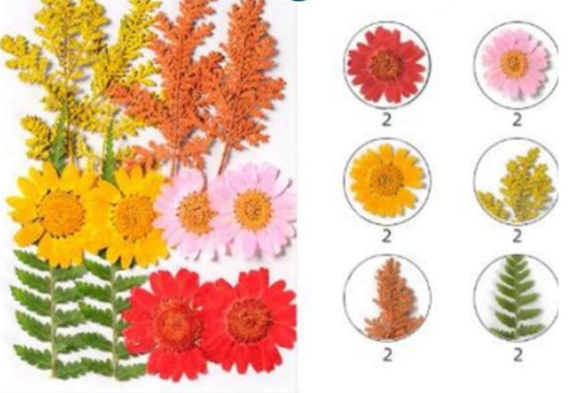 Dried Pressed Flowers ( 12 Pcs Pack)