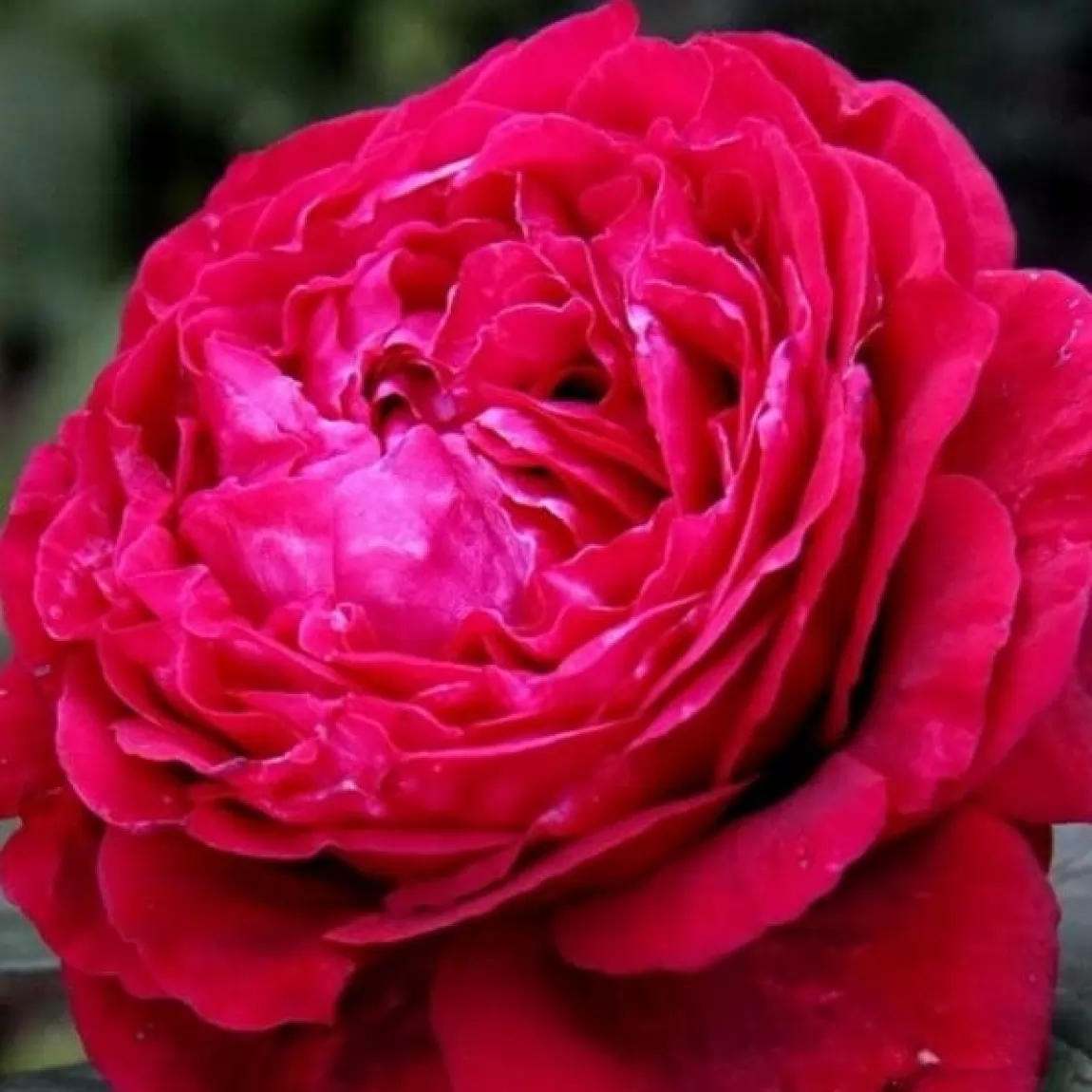 Троянда чайно-гібридна 4 вітри