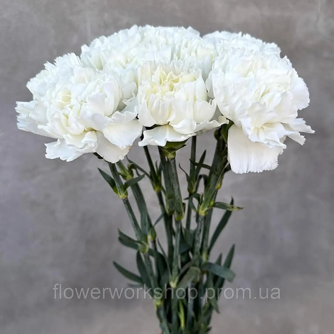 Гвоздика зрізна caryophyllus Alba (касетна розсада)