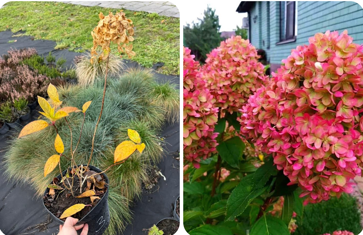 Гортензія менджикал кендл 3 л