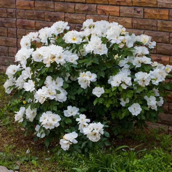 Керос — Keros