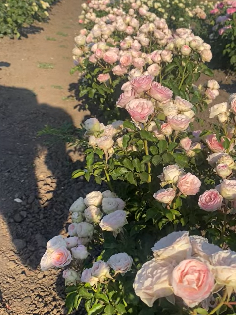 Іветт — Yvette