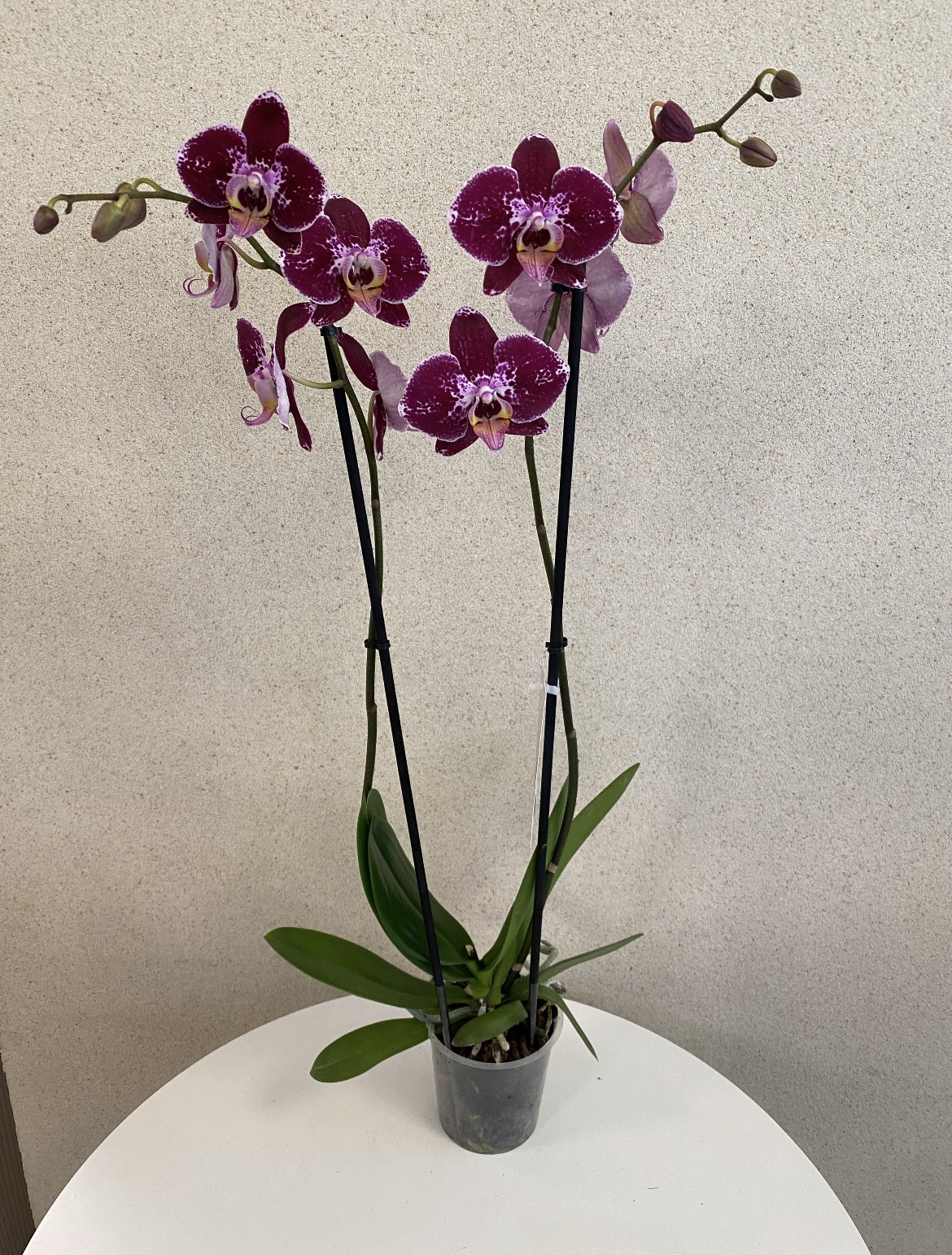 Phalaenopsis