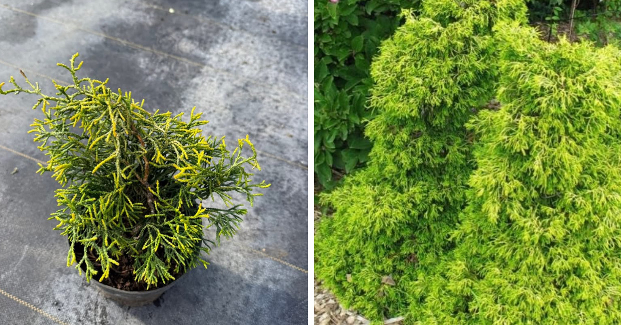 Кипарисовик цацуми голд