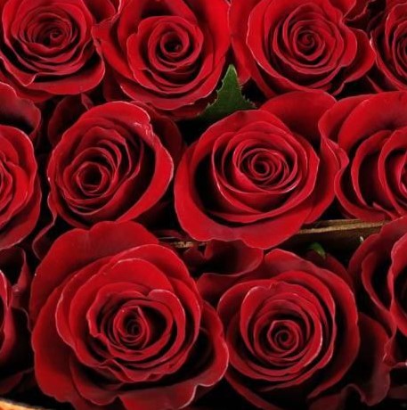 Фортуна (Fortuna)