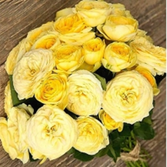 ЛЕМОН ПОМПОН (Lemon pompon)
