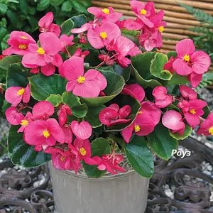 Бегонія вічноквітуча Semperflorens Quick Rose (касетна розсада).