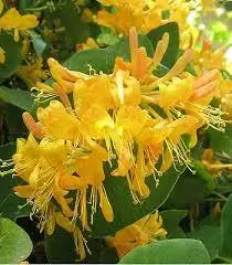 Каприфоль вічнозелена