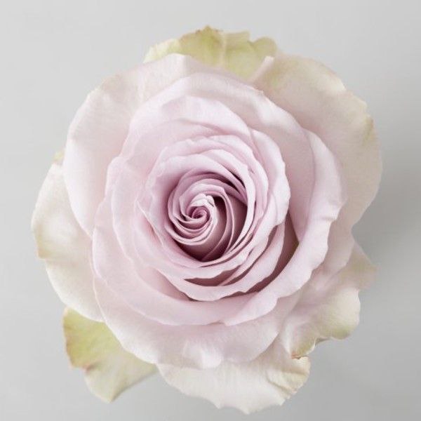 Андреа (Andrea)