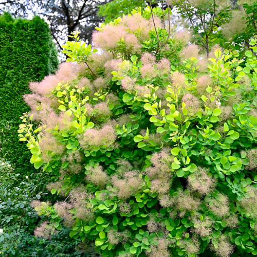 Скумпія Golden Lady