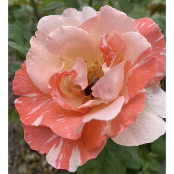 Улісс — Ulisse