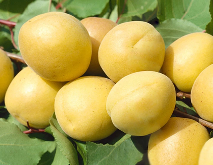 Абрикос Шалах