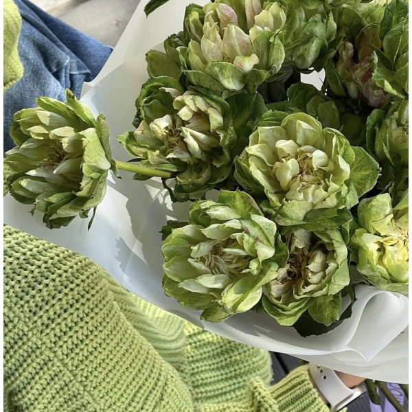 Веггі (ч/г) — Veggie