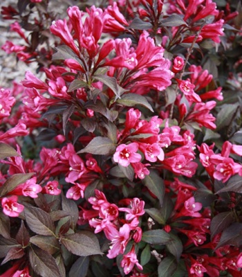 🌺 Вейгела квітуча Minor Black (Вейгела "Майнор Блек")