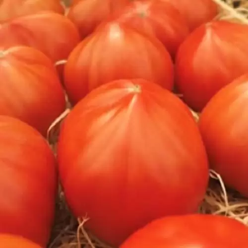 МАССОН F1 / MASSON F1  Томат Індетермінантний, HM.Clause  250 нас