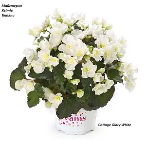 Бігонія багаторічна Cottage Glory White (касетна розсада)