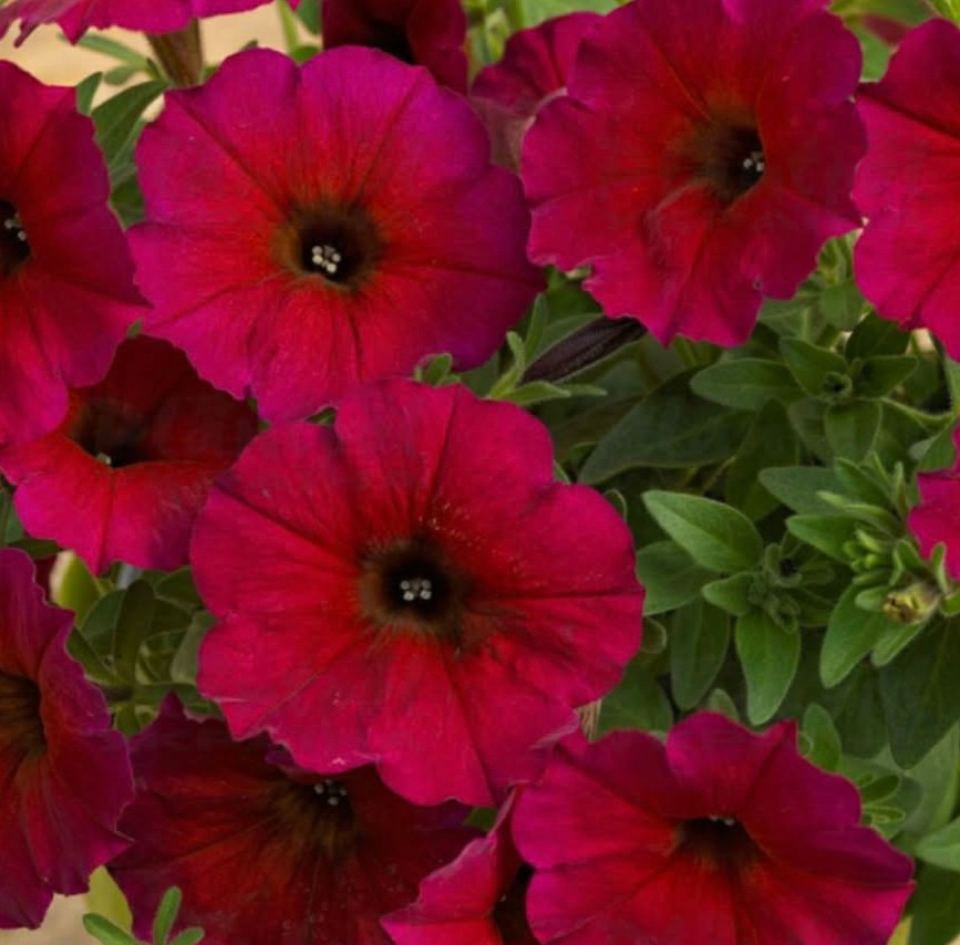 Петунія Гібридна "BeautiCal Bordeaux" (касетна розсада)