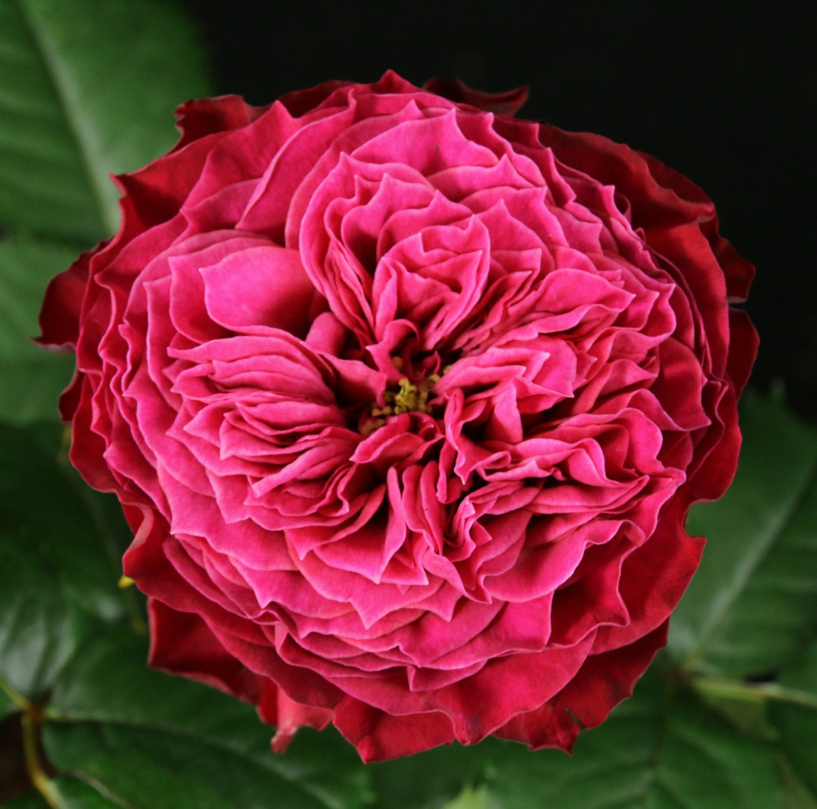 Троянда англійська "Вувузела Меджік"