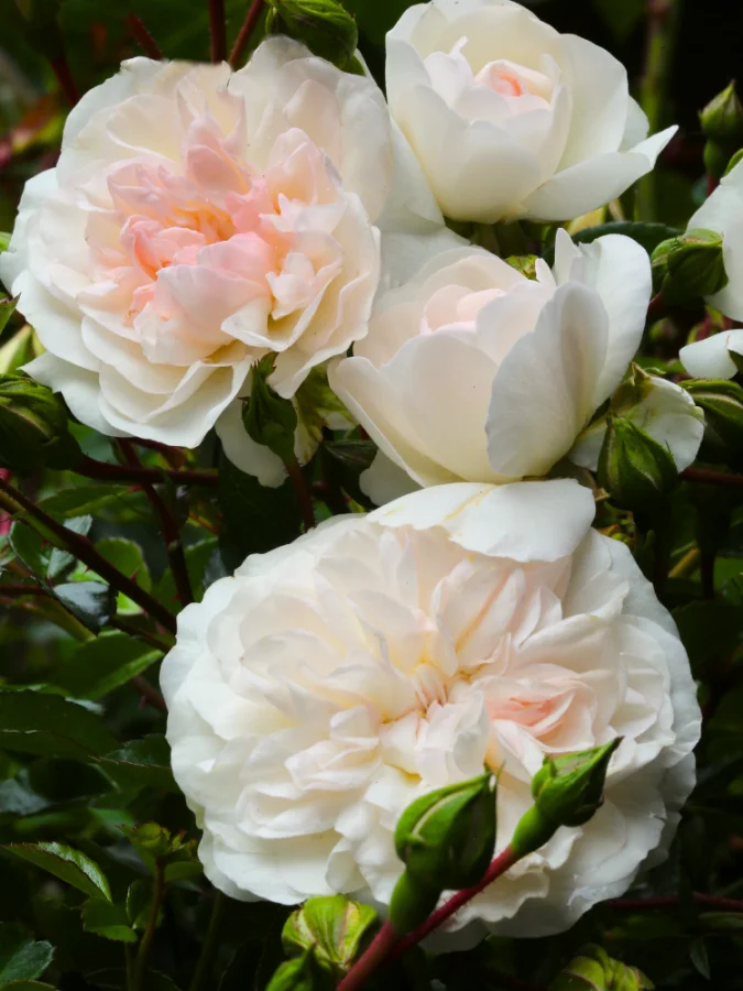 Троянда ґрунтопокривна Swany