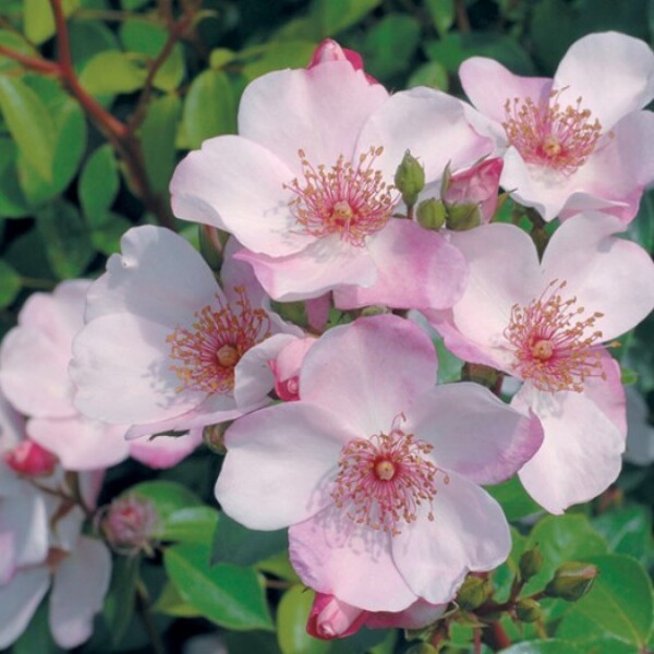 Астрономія — Astronomia