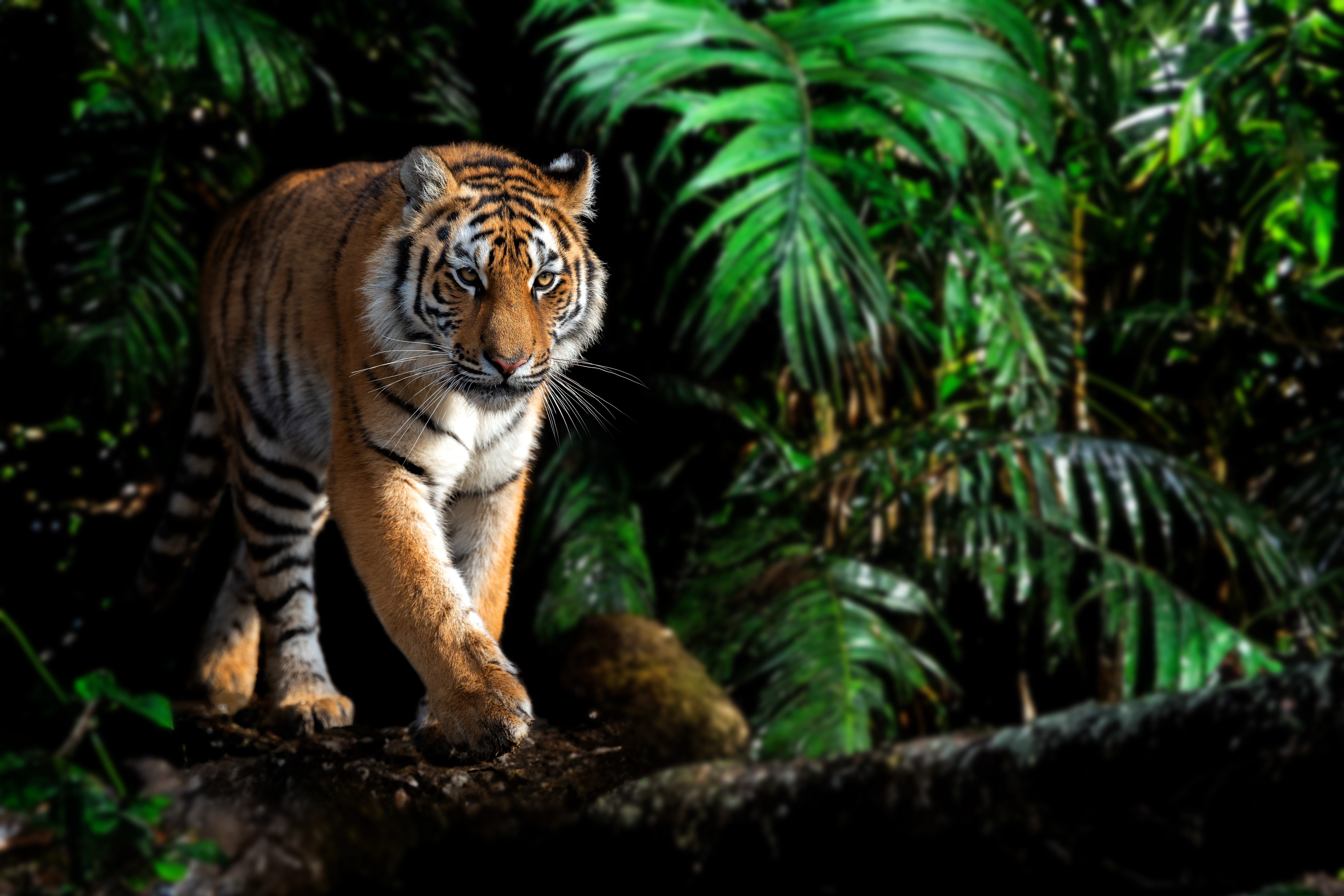 Explore the Majestic Tigers at Tiger Kingdom Phuket