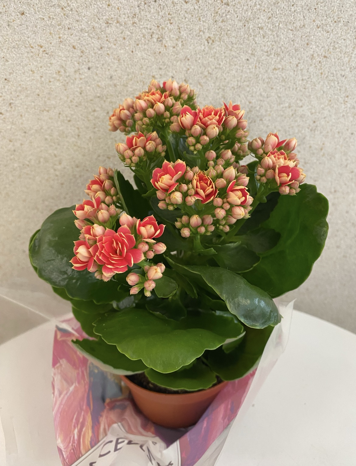 Kalanchoe
