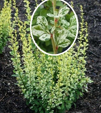 🌿 Барбарис "Silver Pillar" (Berberis thunbergii "Silver Pillar")