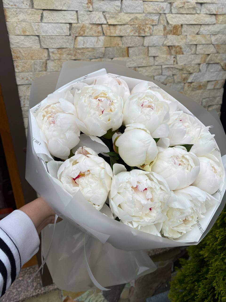 15 кремових півоній в упакванні
