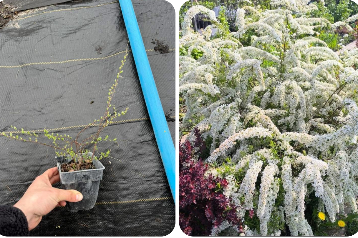 Спірея грефшейн