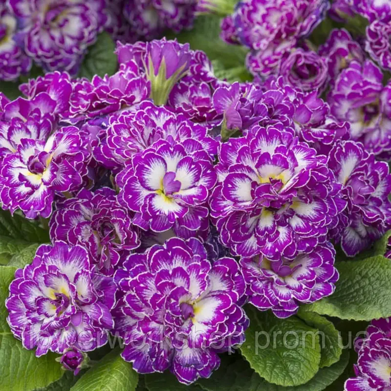 Примула Belarina Purple Dawn - в горщику р.12