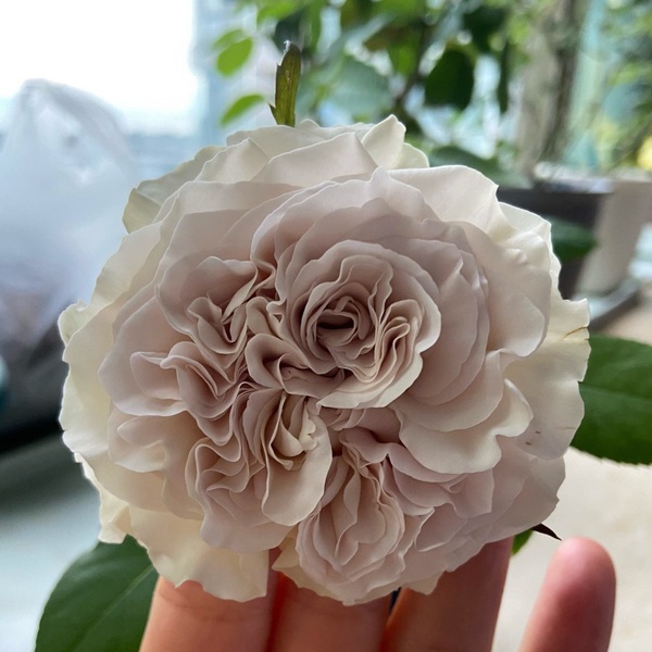 Вестмінстерське абатство — Westminster Abbey