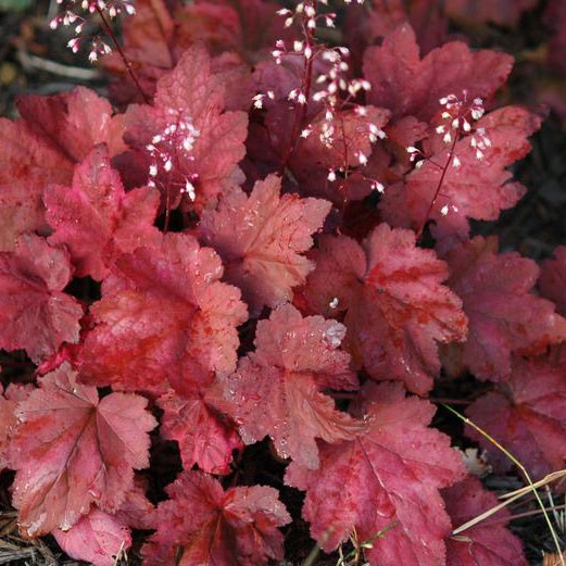 Гейхера Autumn Leaves ( у горщику р.12 )