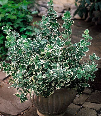 🌿 Бересклет Форчуна "Emerald Gaiety"